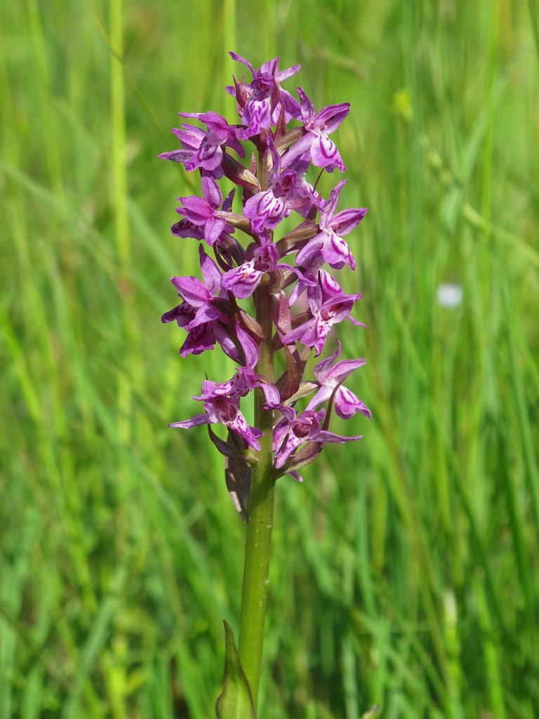 Dactylorhiza majalis